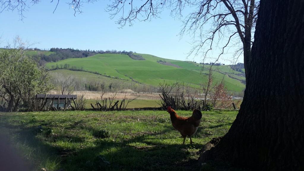 Agriturismo Molino Nuovo Castel San Pietro Terme Bagian luar foto